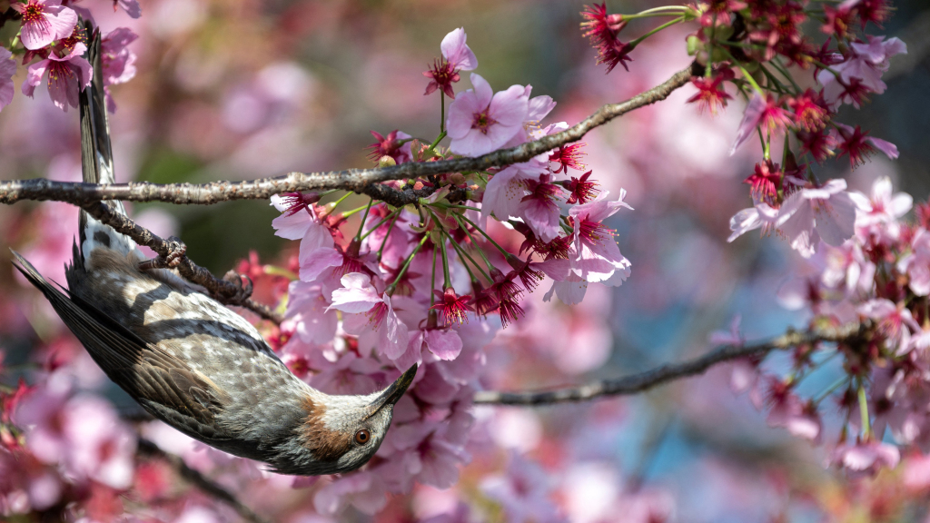 Japan records earliest cherry blossom bloom in 1,200 years. Scientists warn it’s a symptom of larger climate crisis